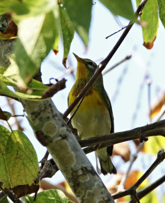 Northern Parula_2277.jpg