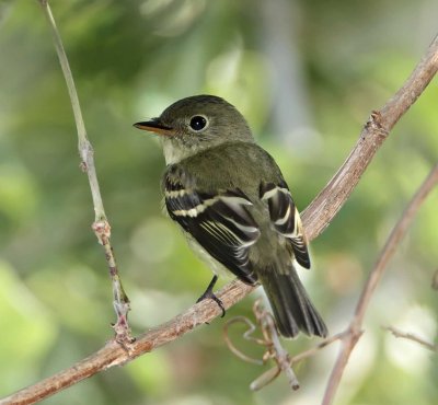 Least  Flycatcher_2256.jpg