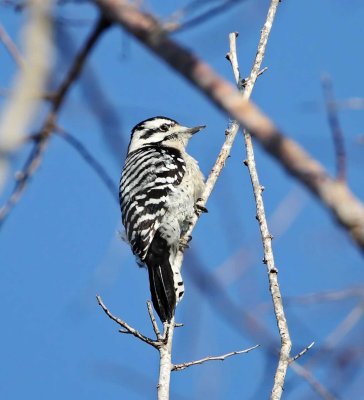 Ladderbacked Woodpecker - female_2515.jpg