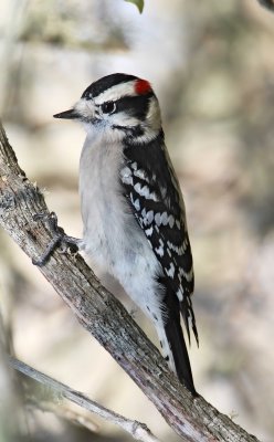 Downy Woodpecker - male_2503.jpg