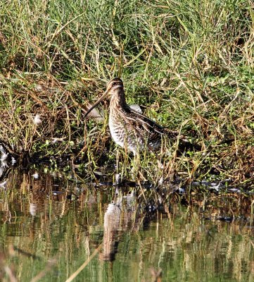 Wilsons Snipe_2875.jpg