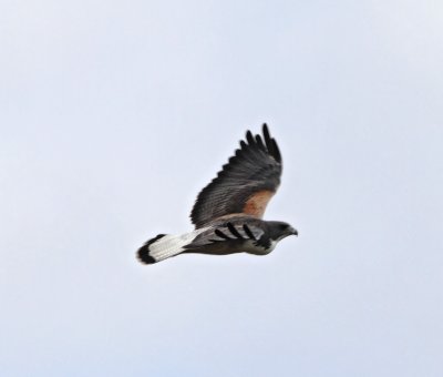 White-tailed Hawk - adult_2892.jpg