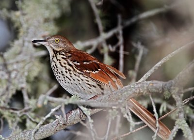 Brown Thrasher_2971.jpg