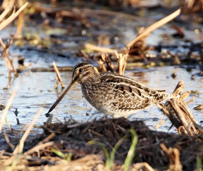 Wilson's Snipe_2862.jpg