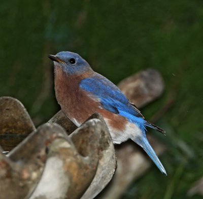 Eastern Bluebird - male_3111.jpg