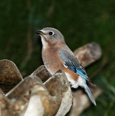 Eastern Bluebird - female_3112.jpg