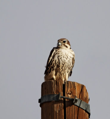 Prairie Falcon_3729.jpg