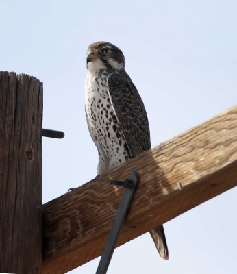 Prairie Falcon_3532.jpg