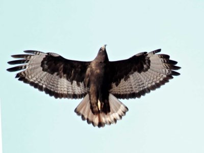Red-tailed Hawk - dark morph_3624.jpg
