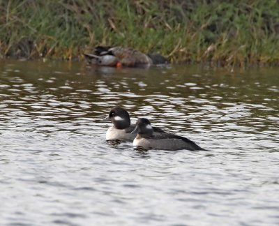 Bufflehead_4336.jpg