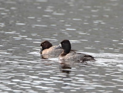 Lesser Scaup_4324.jpg