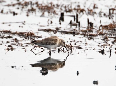 Dunlin - winter_4306.jpg