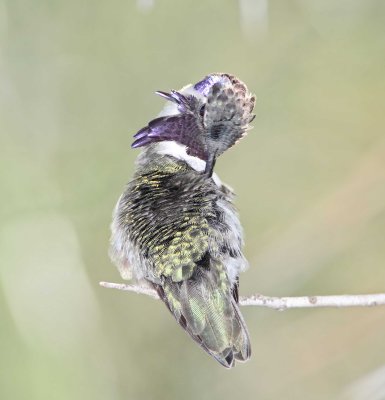 Costa's Hummingbird  - male_3960.jpg