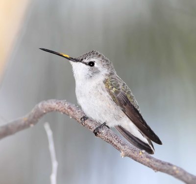 Costa's Hummingbird  - female_3919.jpg