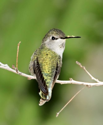 Costa's Hummingbird  - juvenile male_4033.jpg