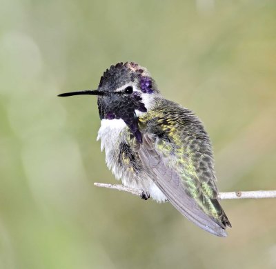 Costa's Hummingbird  - male_3968.jpg