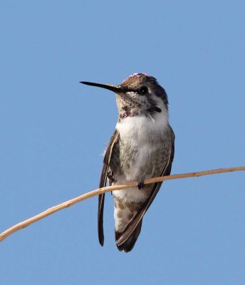 Anna's Hummingbird - juvenile male_4065.jpg
