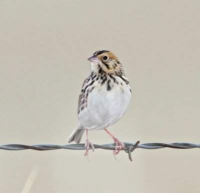 Savannah Sparrow_3738.jpg