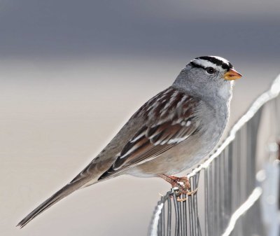 White-crowned Sparrow_3927.jpg