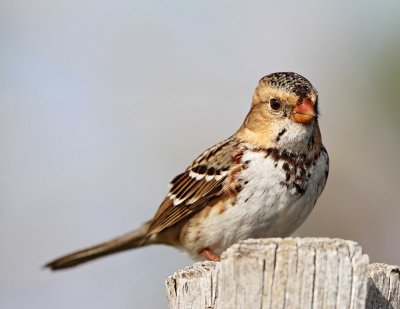 Harris's Sparrow - 1st winter_4420.jpg