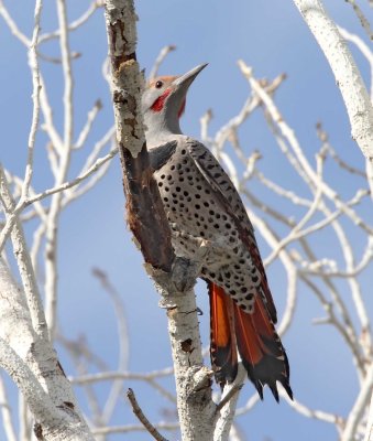 Northern Flicker - male_4188.jpg