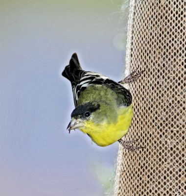 Lesser Goldfinch - male_4118.jpg