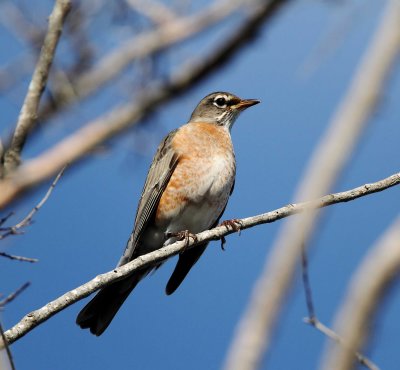 American Robin_4348.jpg