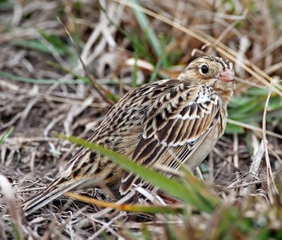 Smith's Longspur_4938.jpg