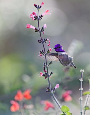 Costa's Hummingbird - male_3982.jpg
