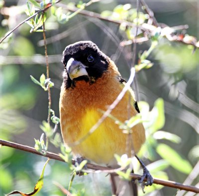 Black-headed Grosbeak - male_5269.jpg