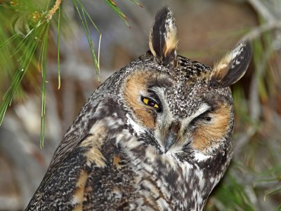 Long-eared Owl_5938.jpg