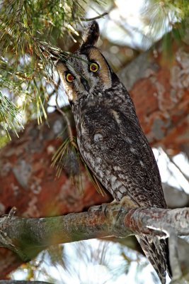 Long-eared Owl_5872.jpg