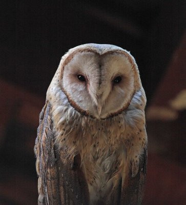 American Barn Owl_5925.jpg