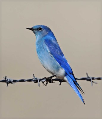 Mountain Bluebird - male_5999.jpg