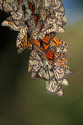 Monarch Butterfly - clump_6105.jpg