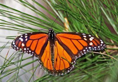 Monarch Butterfly_6110.jpg