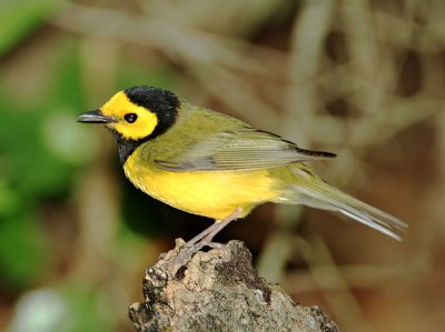 Hooded Warbler - male_6450.jpg