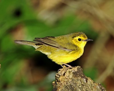 Hooded Warbler - female_6265.jpg