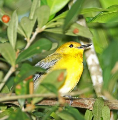 Prothonotary Warbler_6414.jpg