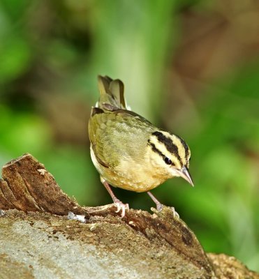 Worm-eating Warbler_6467 copy.jpg