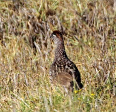 Erckel's Spurfowl_8352.jpg