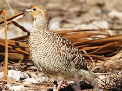 Grey Francolin_7699.jpg