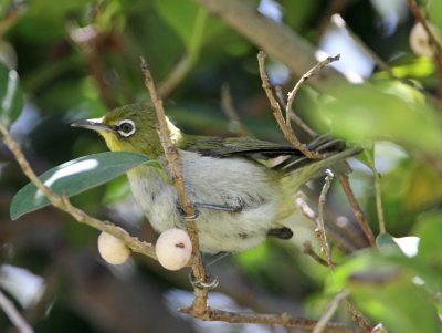 Japanese White-eye - female_7847.jpg