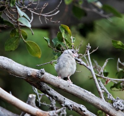 Java Sparrow - juvenile_7973.jpg