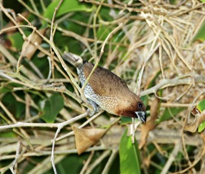 Scaly-breasted Munia_7775.jpg