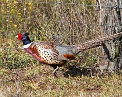 Ring-necked Pheasant - male_8346.jpg