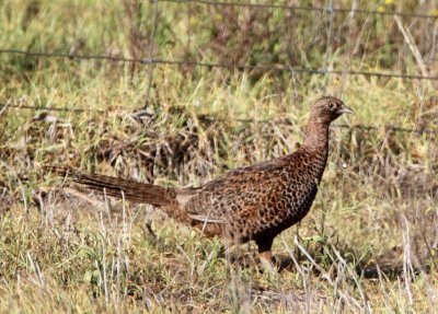Ring-necked Pheasant - female_8344.jpg