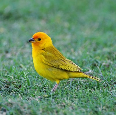Saffron Finch - male_7563.jpg