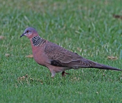 Spotted Dove_6798.jpg