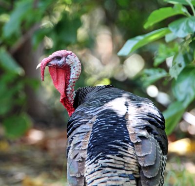 Wild Turkey - male_6735.jpg